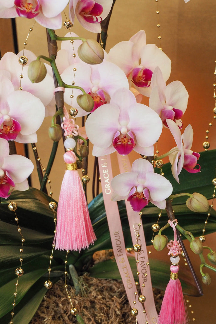 CNY 2026 | Mini Phalaenopsis Orchid Tree 5'