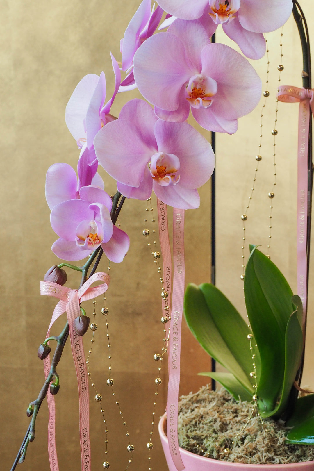 CNY 2026 | Supreme 'Dragon' Phalaenopsis Orchids - Blush