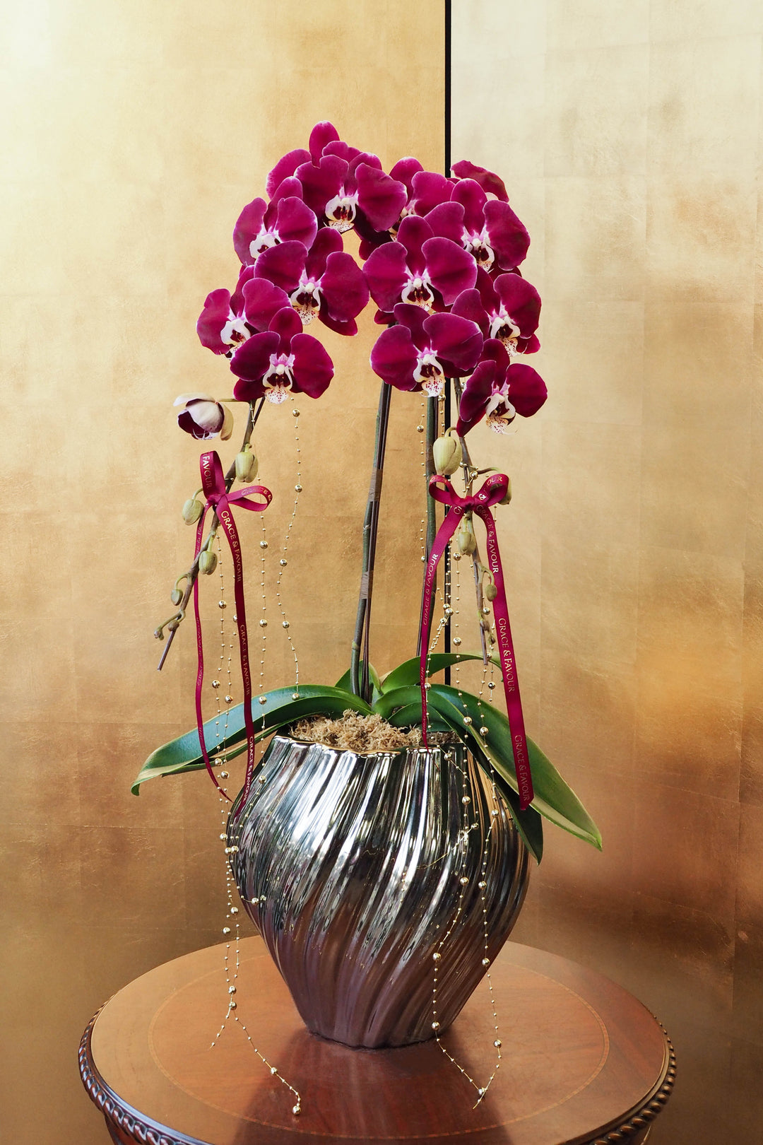 CNY 2026 | Supreme 'Dragon' Phalaenopsis Orchids - Plum