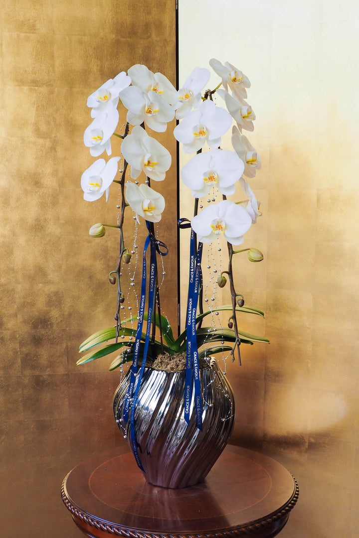 CNY 2026 | Supreme 'Dragon' Phalaenopsis Orchids - White