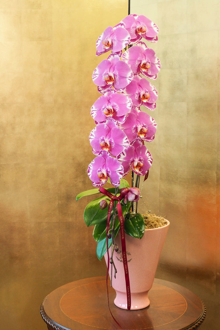 CNY 2026 | Supreme 'Dragon' Phalaenopsis Orchids - Fuchsia