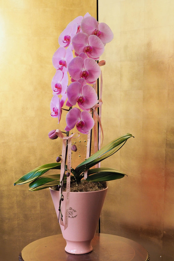 CNY 2026 | Supreme 'Dragon' Phalaenopsis Orchids - Pink