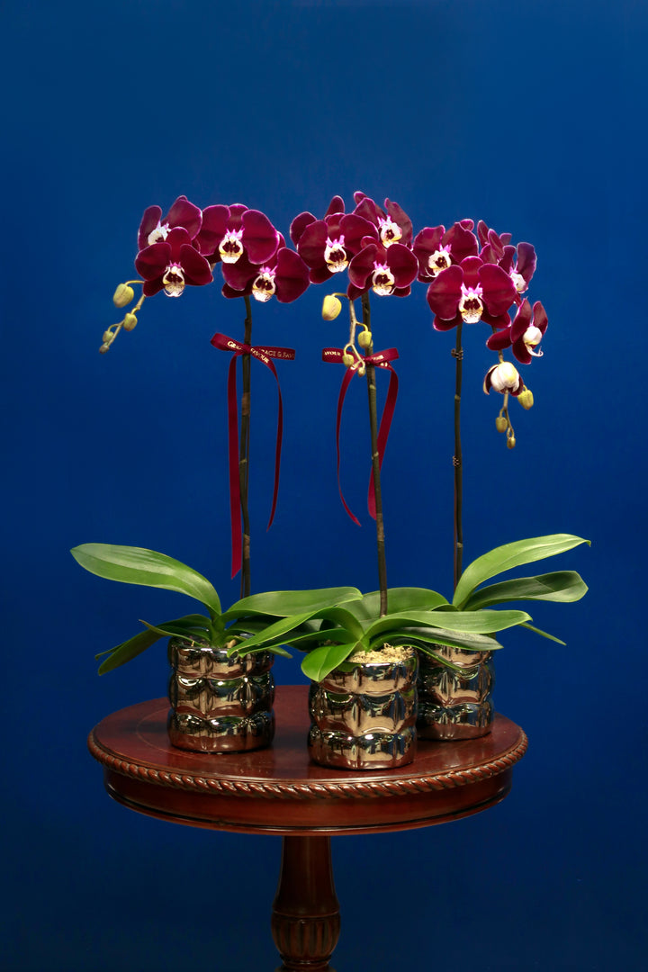 CNY2024 | Dark Purple Phalaenopsis Orchid