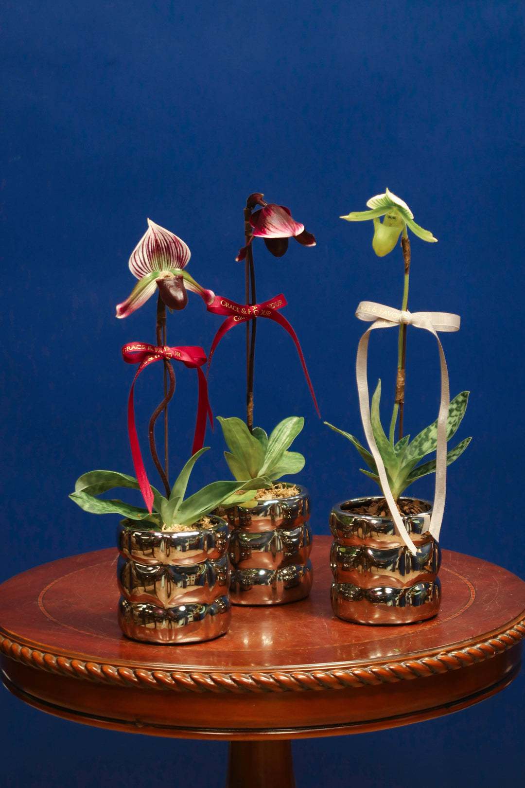 CNY2024 | Paphiopedilum Orchid ‘Maudiae’