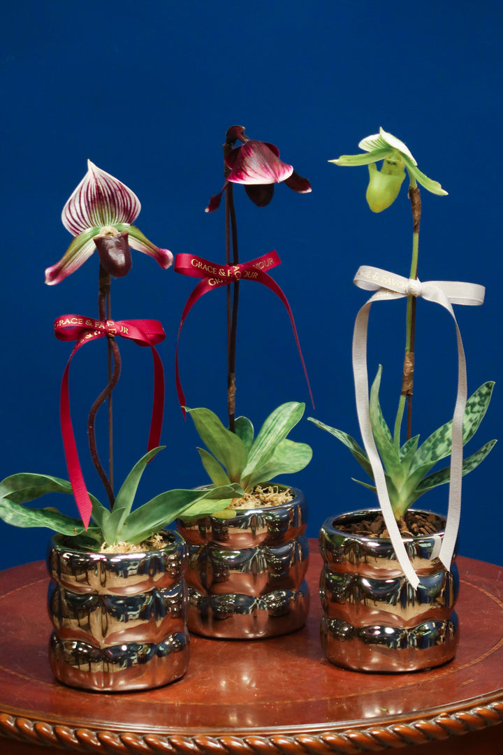 CNY2024 | Paphiopedilum Orchid ‘Maudiae’