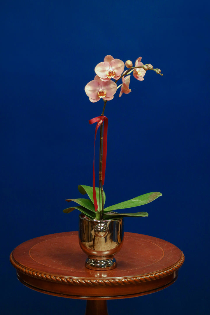 CNY2024 | Sand Phalaenopsis Orchid