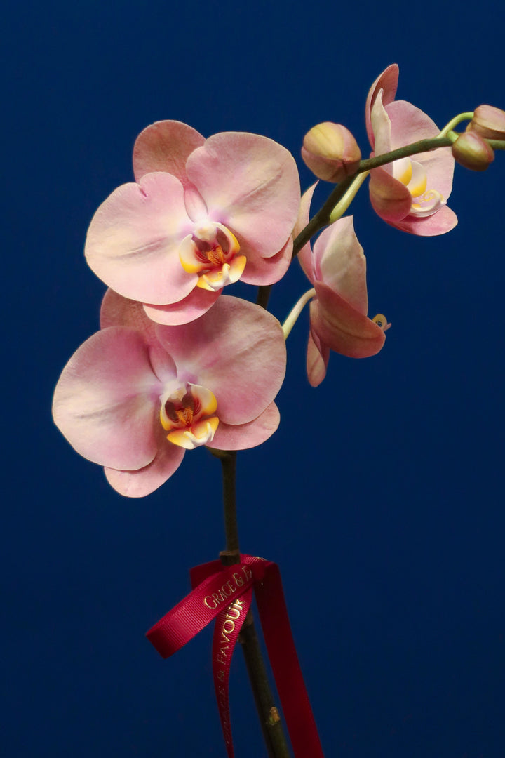 CNY2024 | Sand Phalaenopsis Orchid
