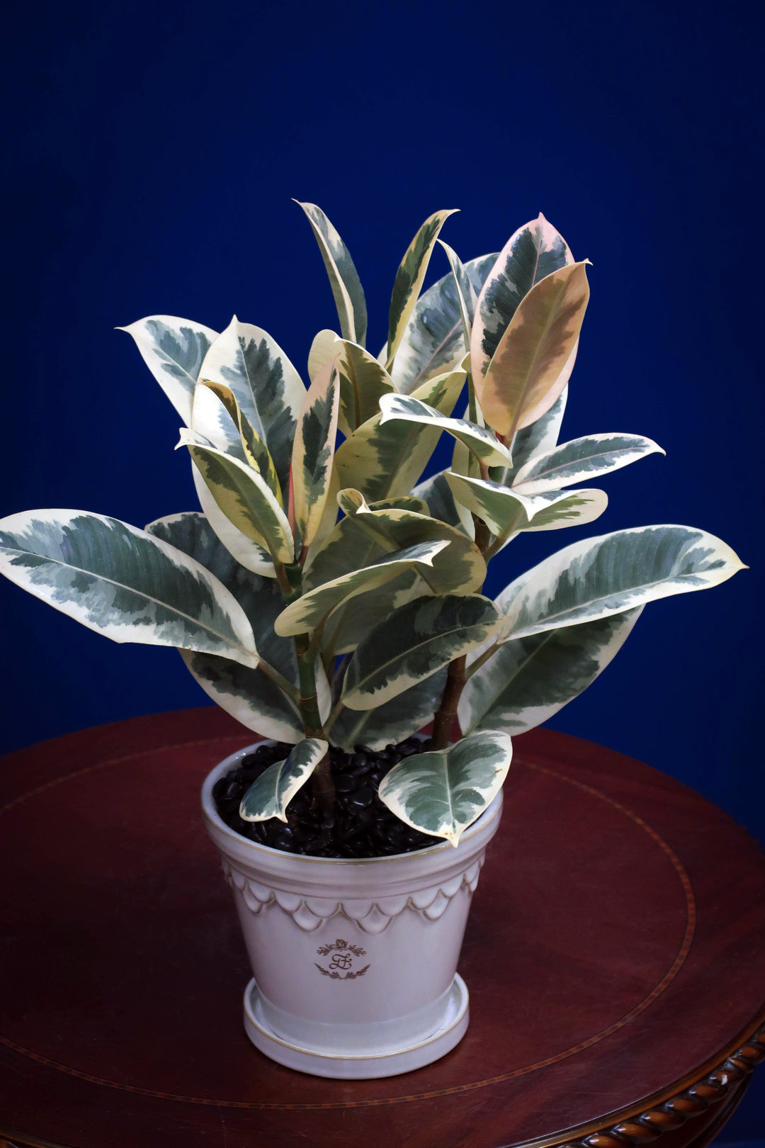 White Variegated Rubber Plant