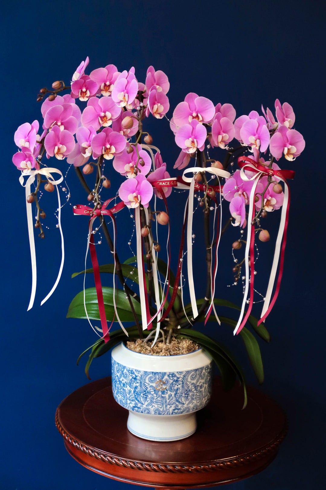 Premium Phalaenopsis Orchid Tree 5' Anna - Porcelain