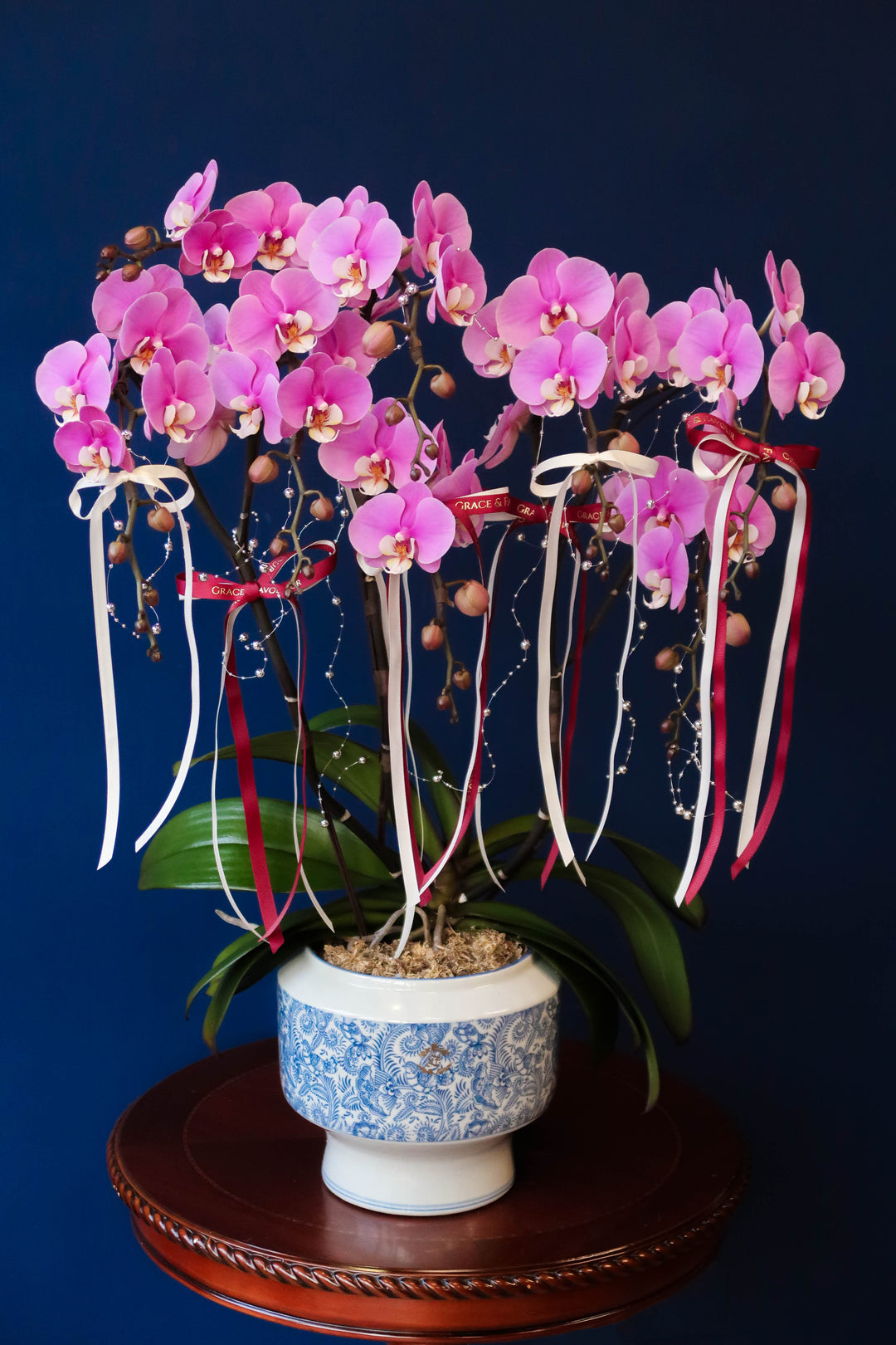 Premium Phalaenopsis Orchid Tree 5' Anna - Porcelain