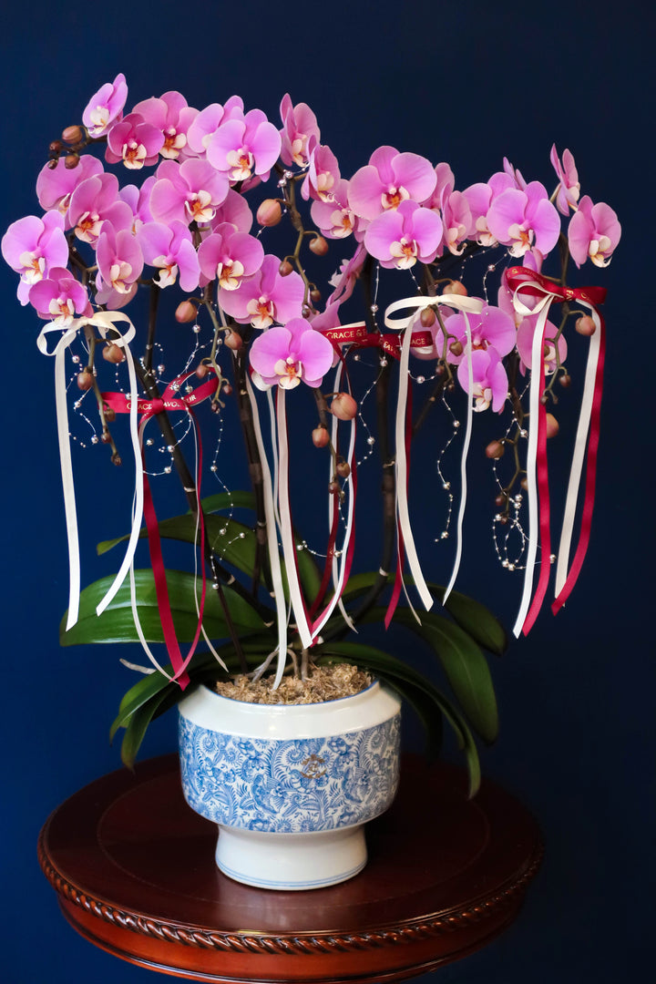 Premium Phalaenopsis Orchid Tree 5' Anna - Porcelain