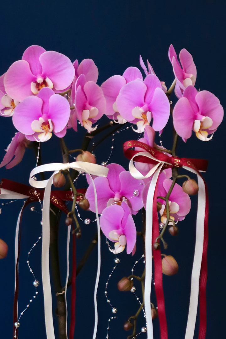 Premium Phalaenopsis Orchid Tree 5' Anna - Porcelain