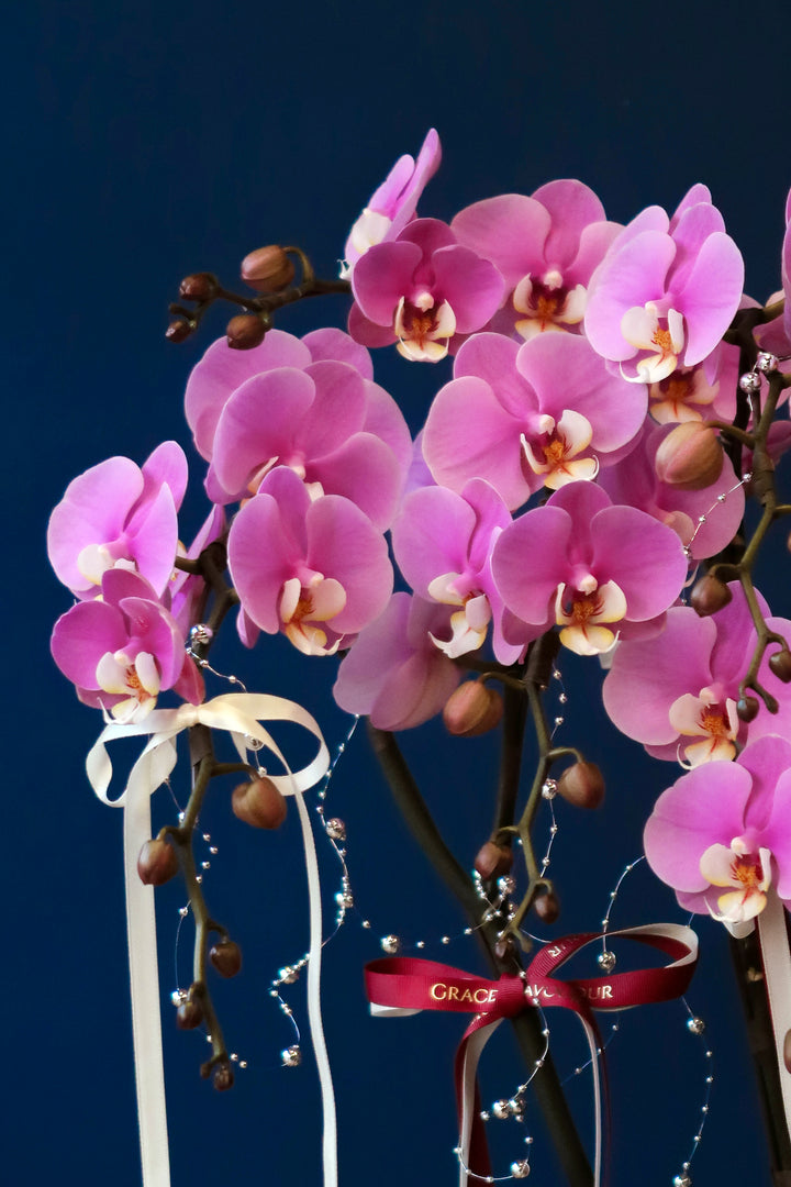 Premium Phalaenopsis Orchid Tree 5' Anna - Porcelain