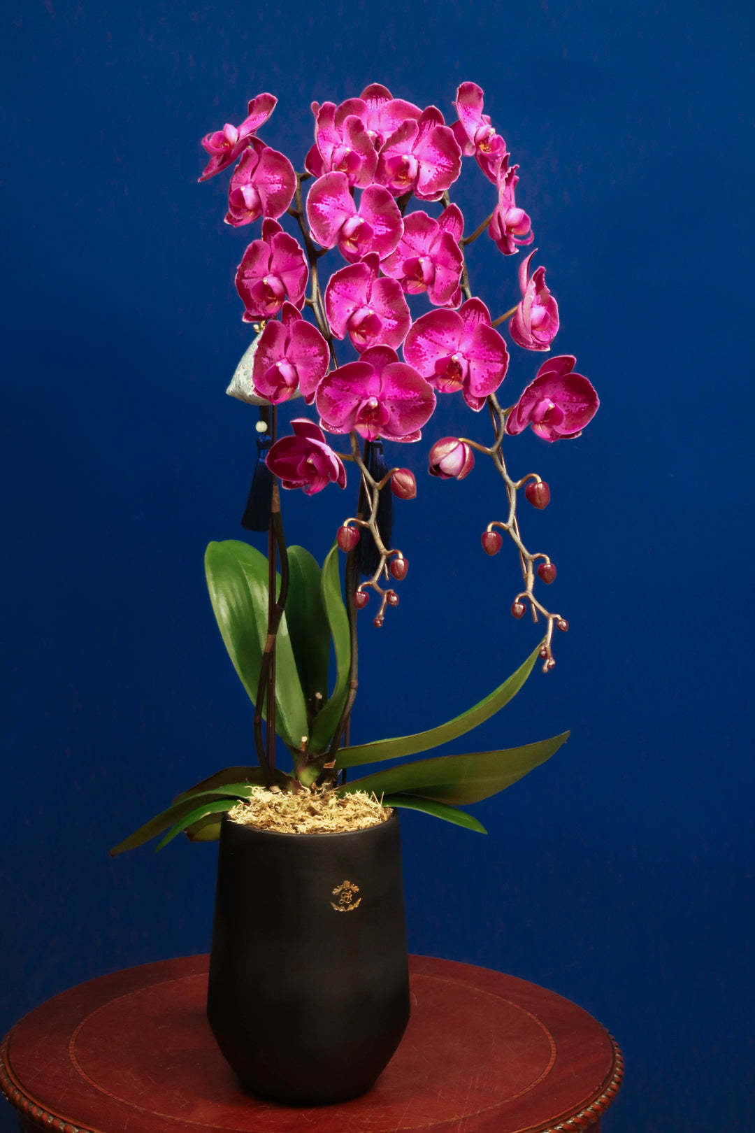 Supreme 'Dragon' Phalaenopsis Orchids - Patterned