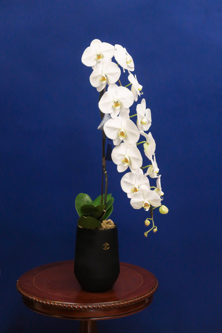 Supreme 'Dragon' Phalaenopsis Orchids - White Single