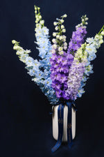 Load image into Gallery viewer, ❀The Delphinium
