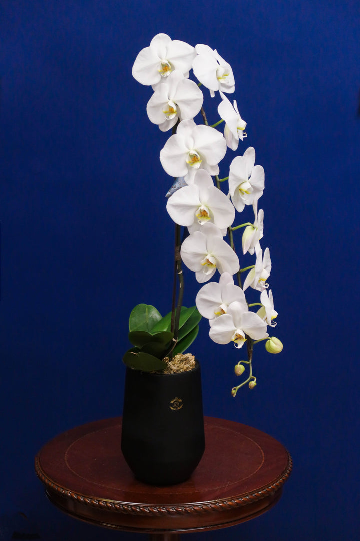 Supreme 'Dragon' Phalaenopsis Orchids - White Single