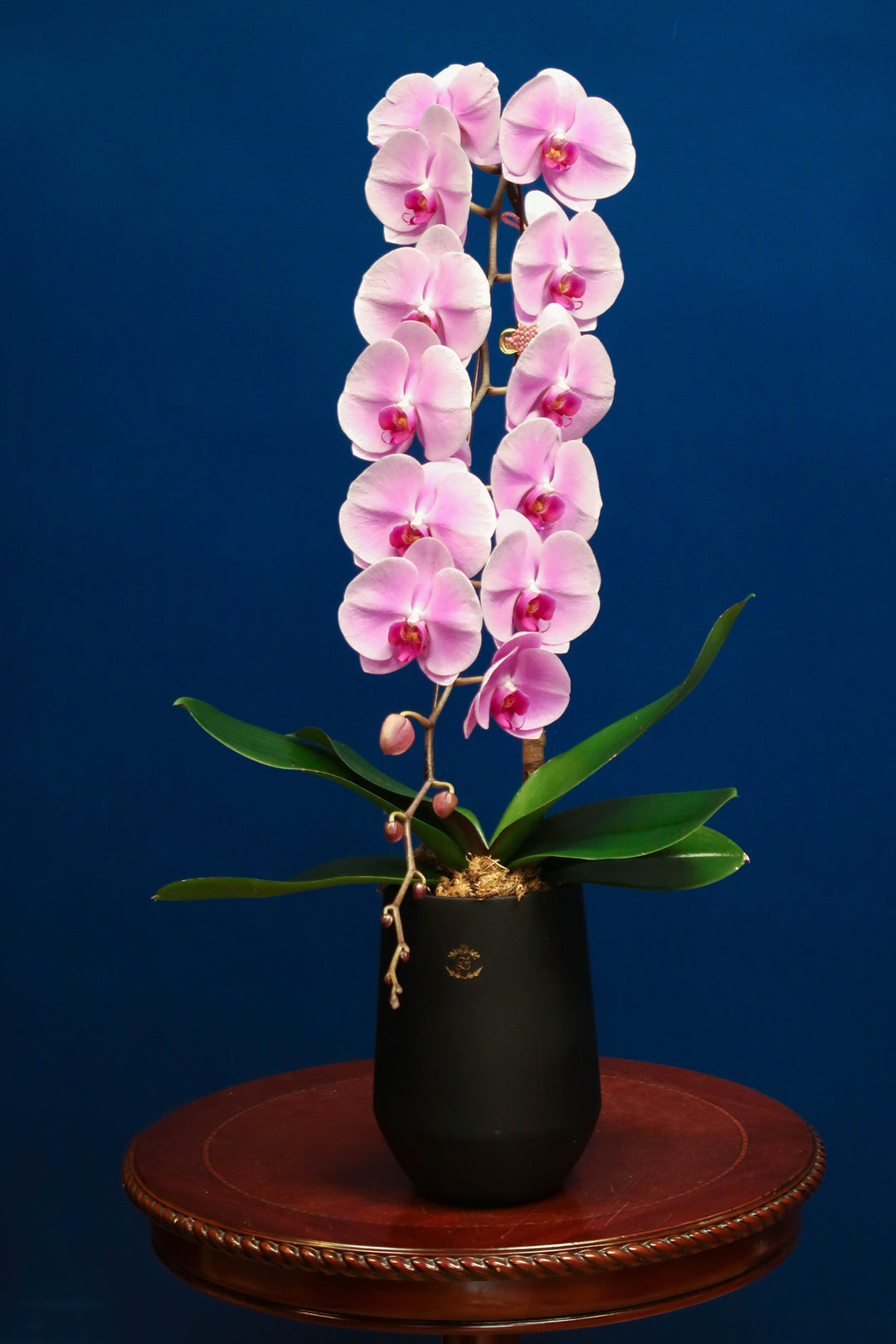 Supreme 'Dragon' Phalaenopsis Orchids - Pink