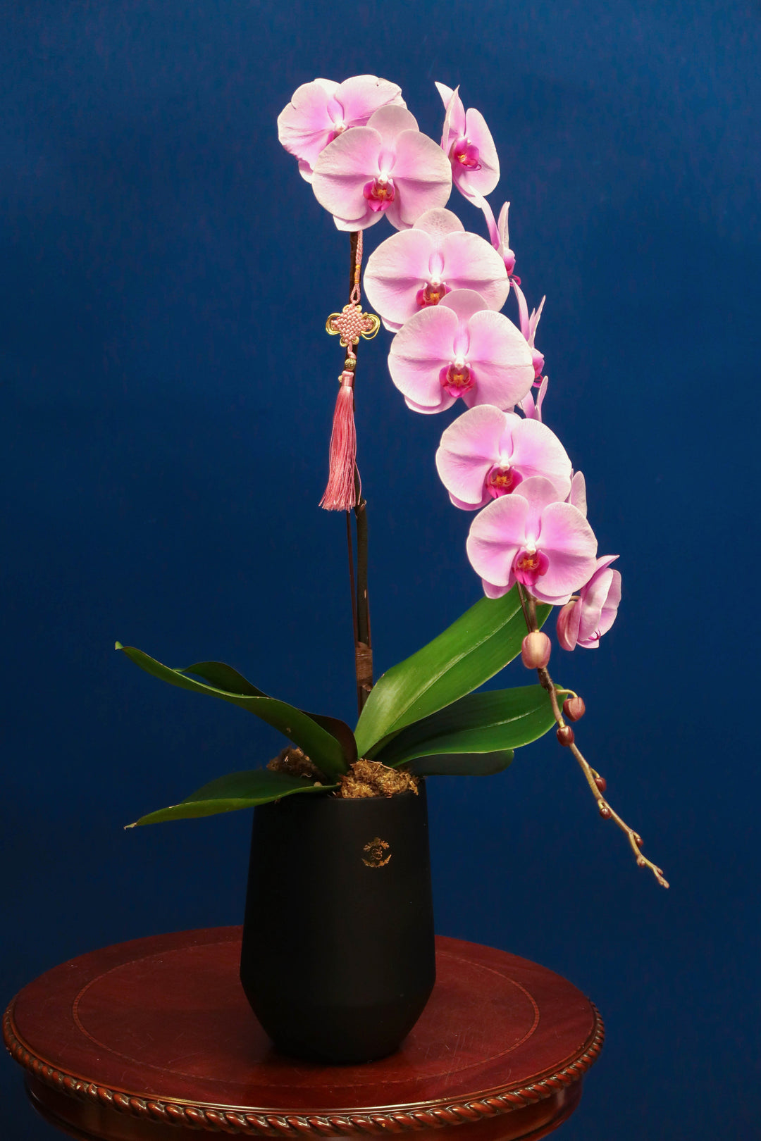 Supreme 'Dragon' Phalaenopsis Orchids - Pink