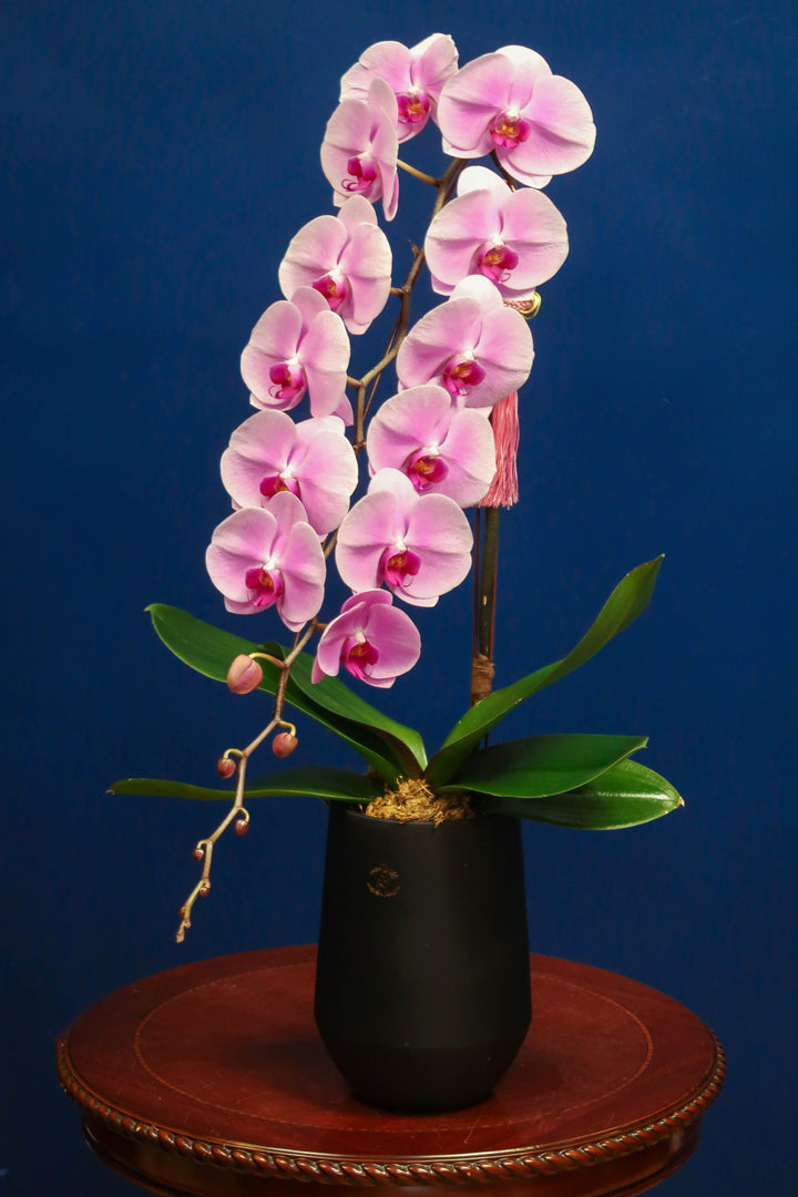 Supreme 'Dragon' Phalaenopsis Orchids - Pink