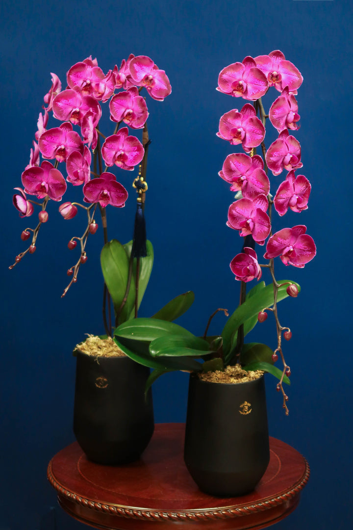 Supreme 'Dragon' Phalaenopsis Orchids - Patterned