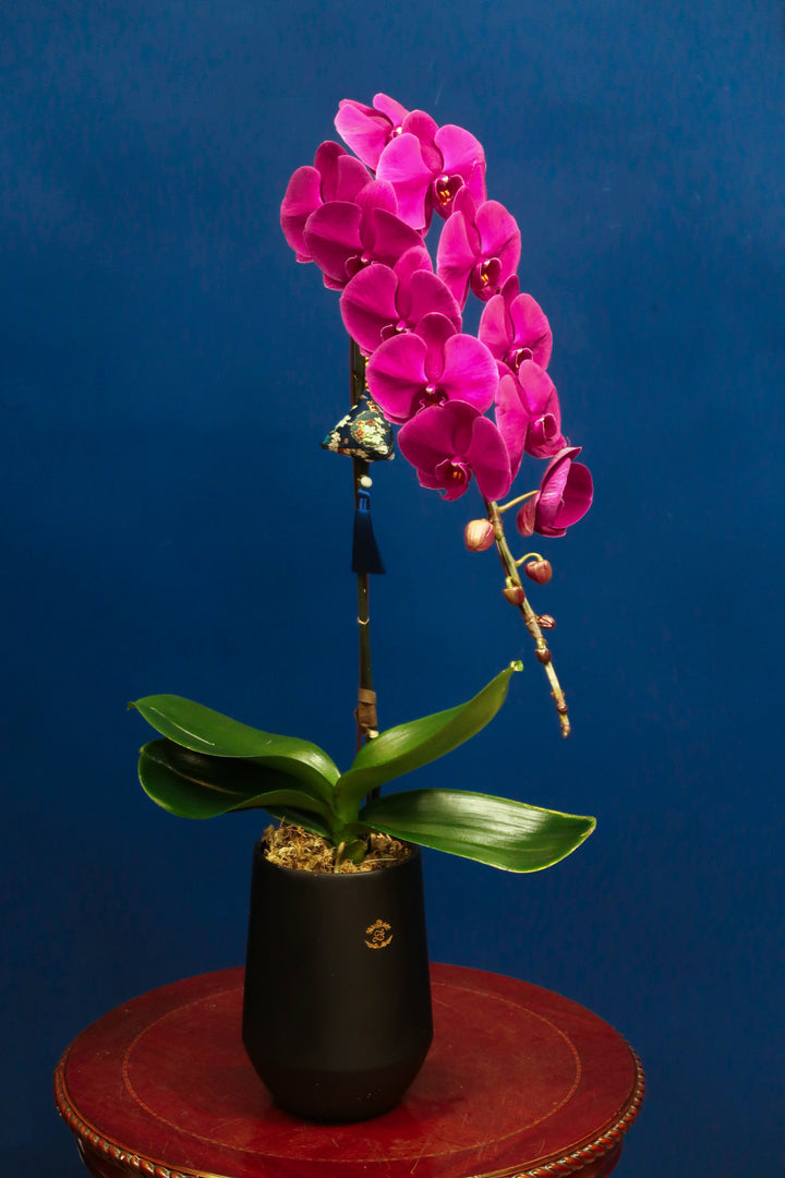 Supreme 'Dragon' Phalaenopsis Orchids - Red