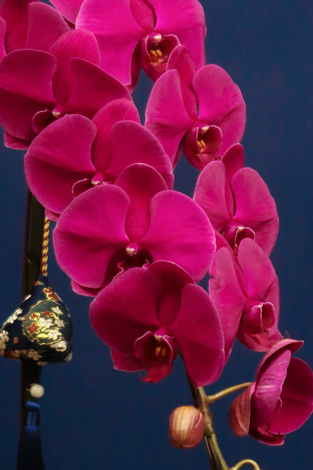 Supreme 'Dragon' Phalaenopsis Orchids - Red