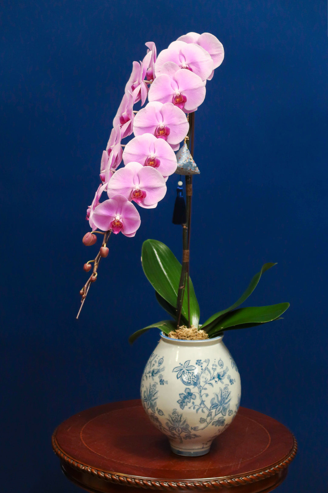 Supreme 'Dragon' Phalaenopsis Orchids - Porcelain Pink