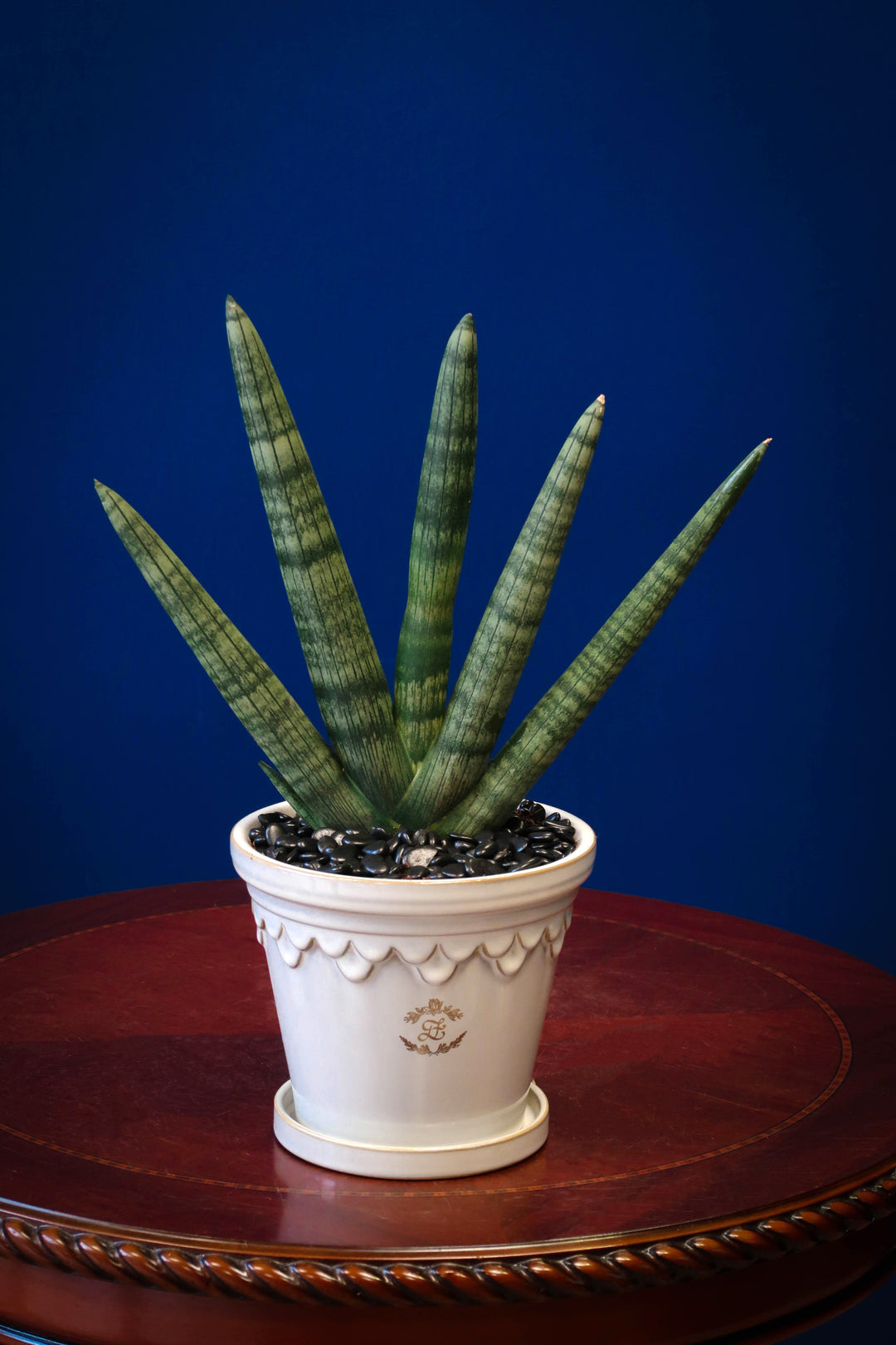 dracaena angolensis care Dracaena Angolensis (African Spear) – Grace & Favour 小生有禮