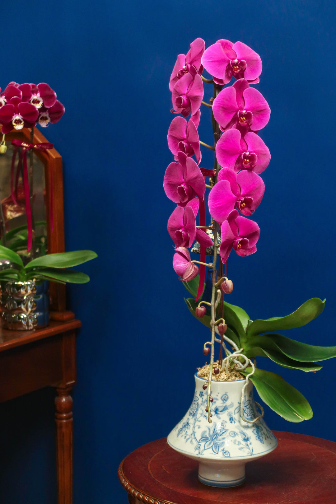 Supreme 'Dragon' Phalaenopsis Orchids - Porcelain Red