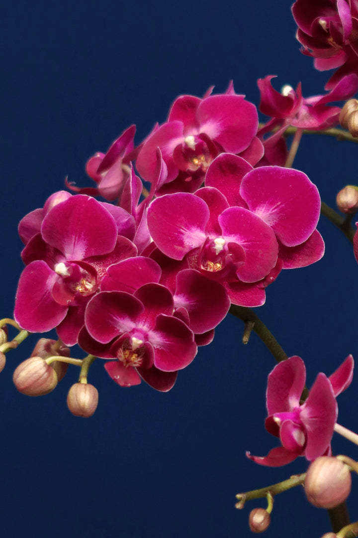 CNY2024 | Mini Red Phalaenopsis Orchids