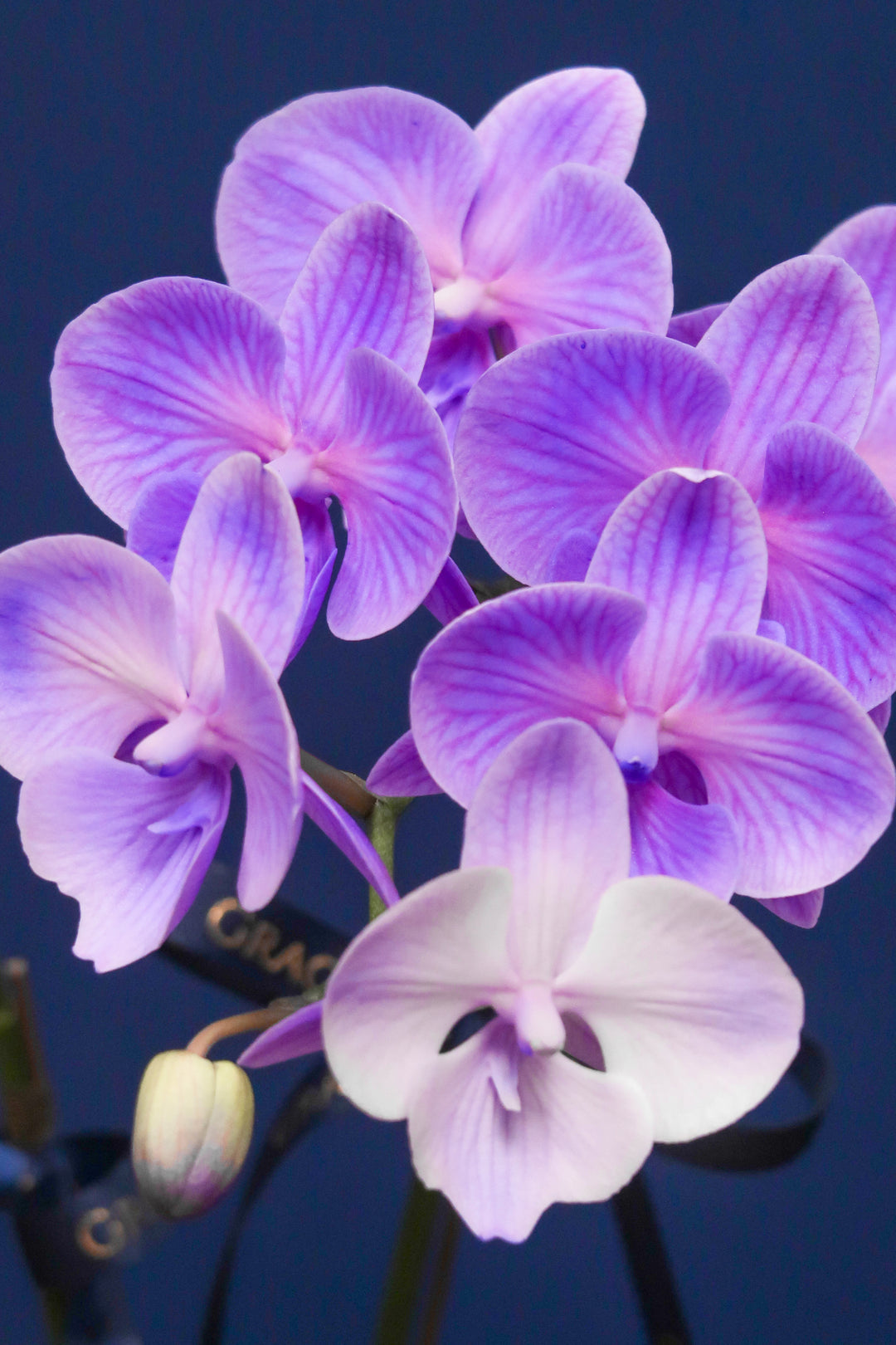 Mini Tinted Phalaenopsis Orchid - Purple Blessings