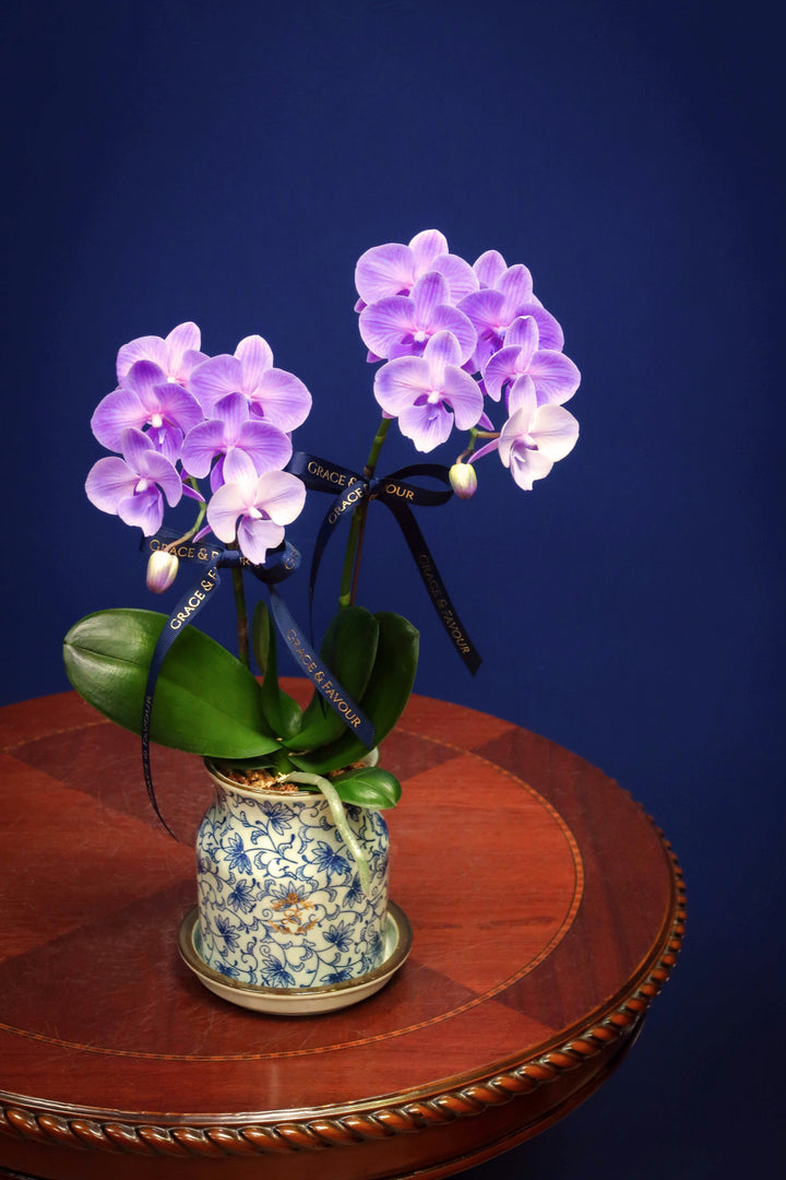 Mini Tinted Phalaenopsis Orchid - Purple Blessings