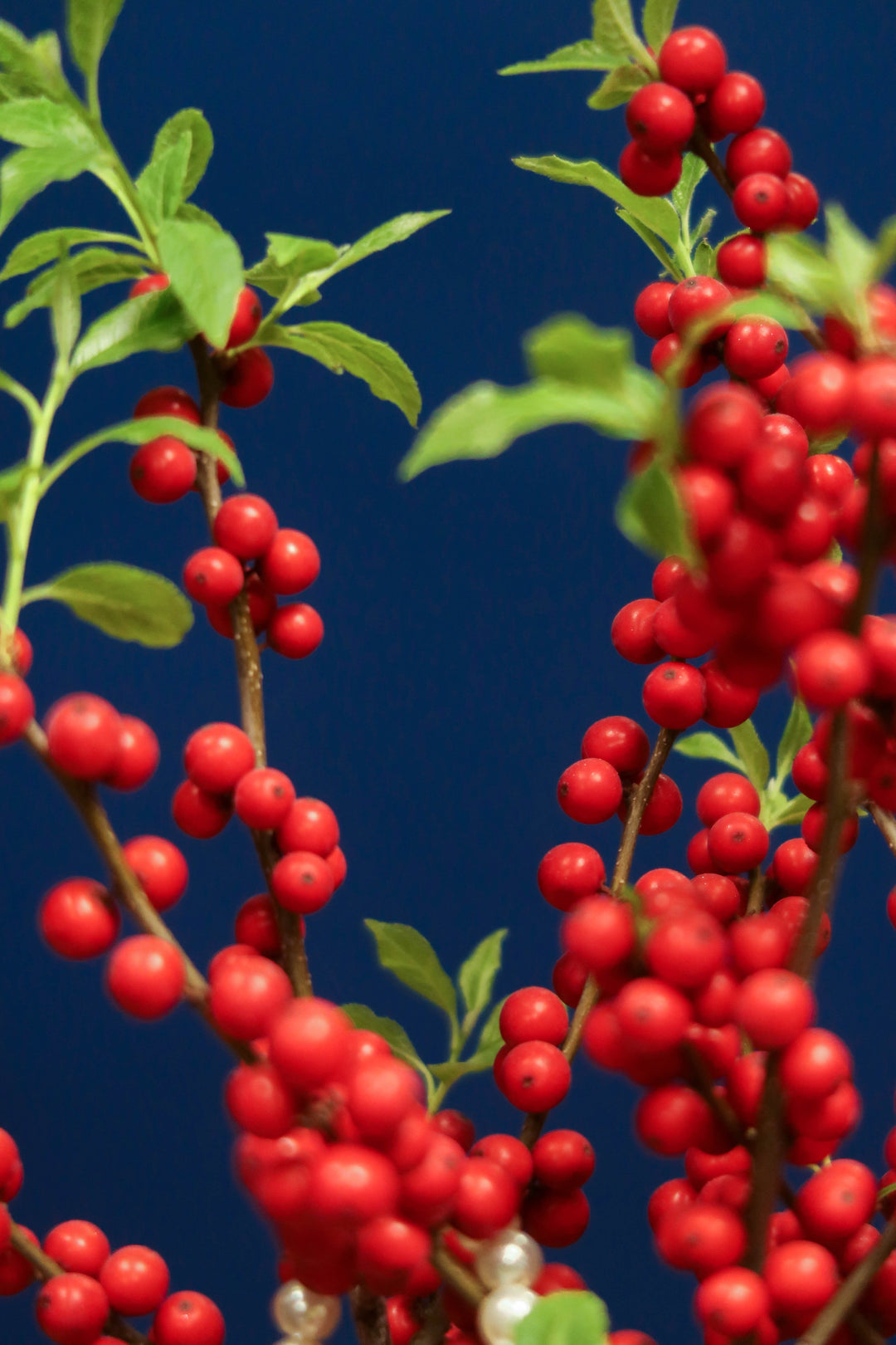 CNY2024 | Ilex 'Winter Red' (Winterberry)