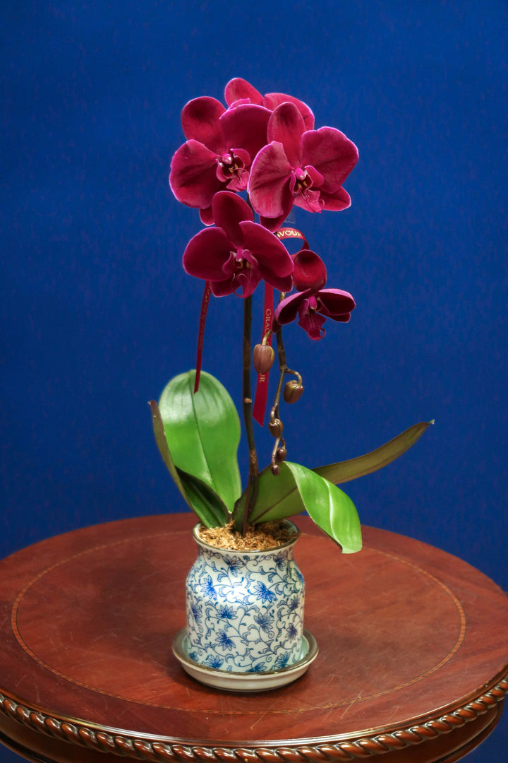 CNY2024 | Wine Red Velvet Phalaenopsis Orchid