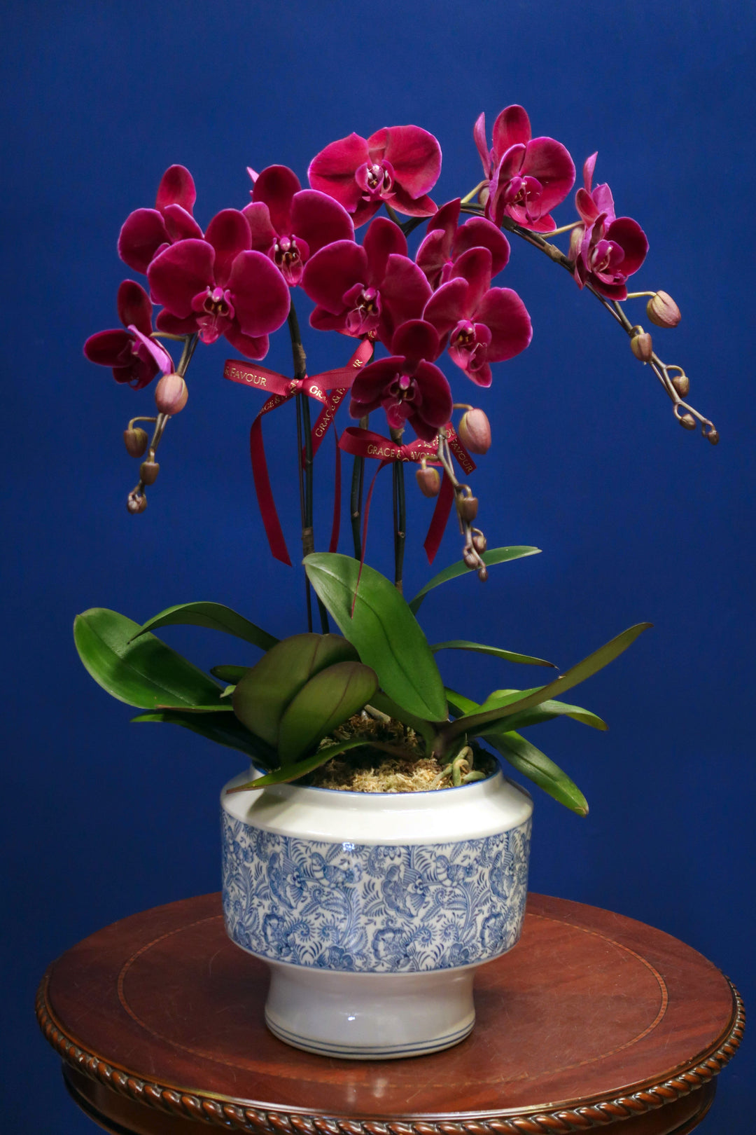 CNY2024 | Wine Red Velvet Phalaenopsis Orchids - Porcelain