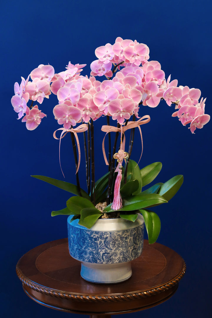 Pastel Sunset Phalaenopsis Orchids - Porcelain