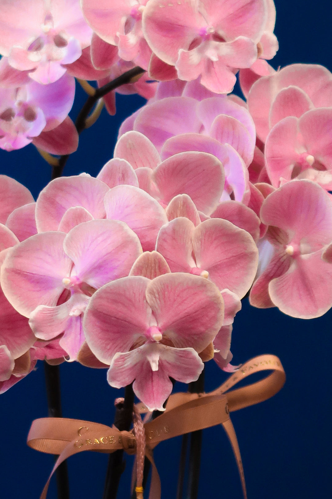CNY2024 | Pastel Phalaenopsis Orchids - Porcelain