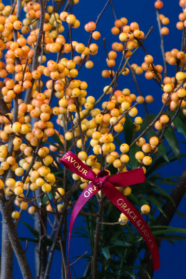 CNY2024 | Ilex 'Winter Gold' (Winterberry)