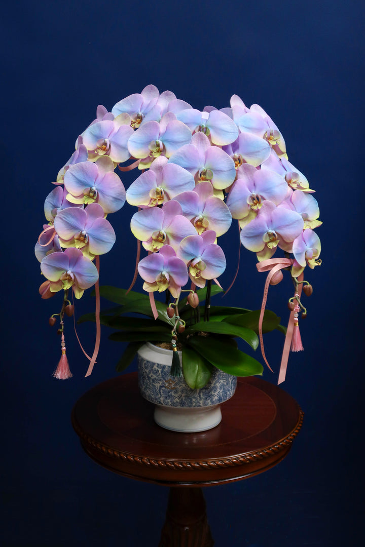 Painted Phalaenopsis Orchids - Rainbow Prosperity