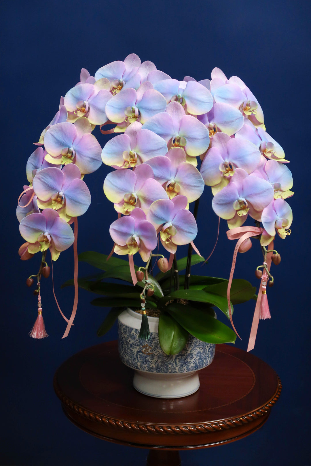 Painted Phalaenopsis Orchids - Rainbow Prosperity