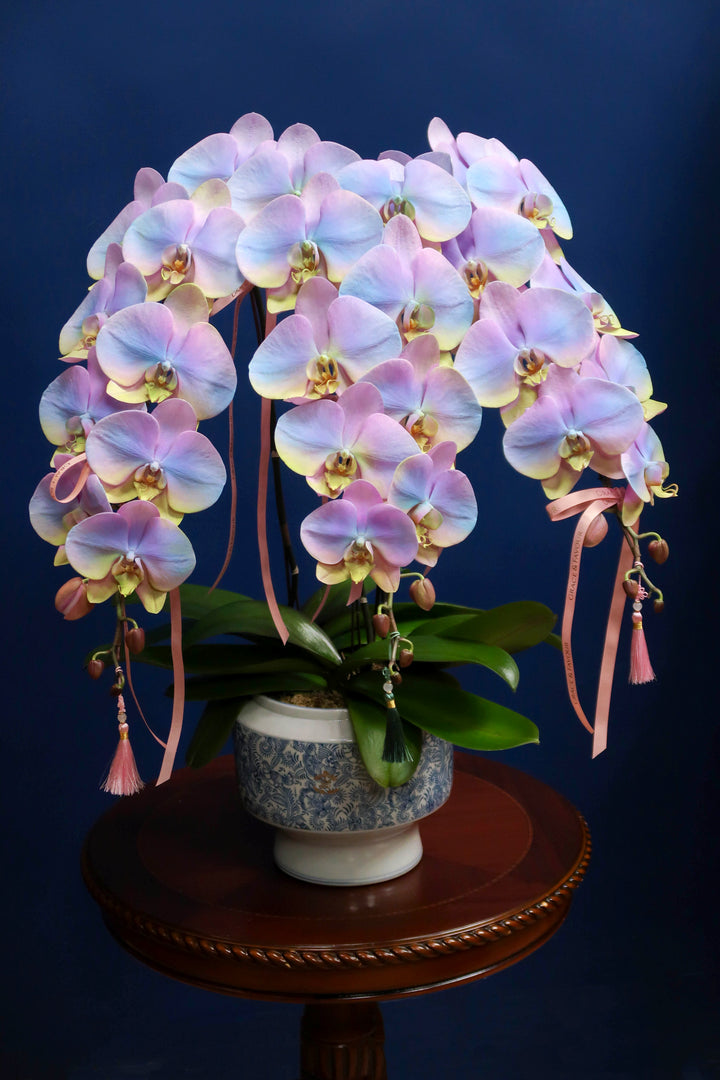 Painted Phalaenopsis Orchids - Rainbow Prosperity