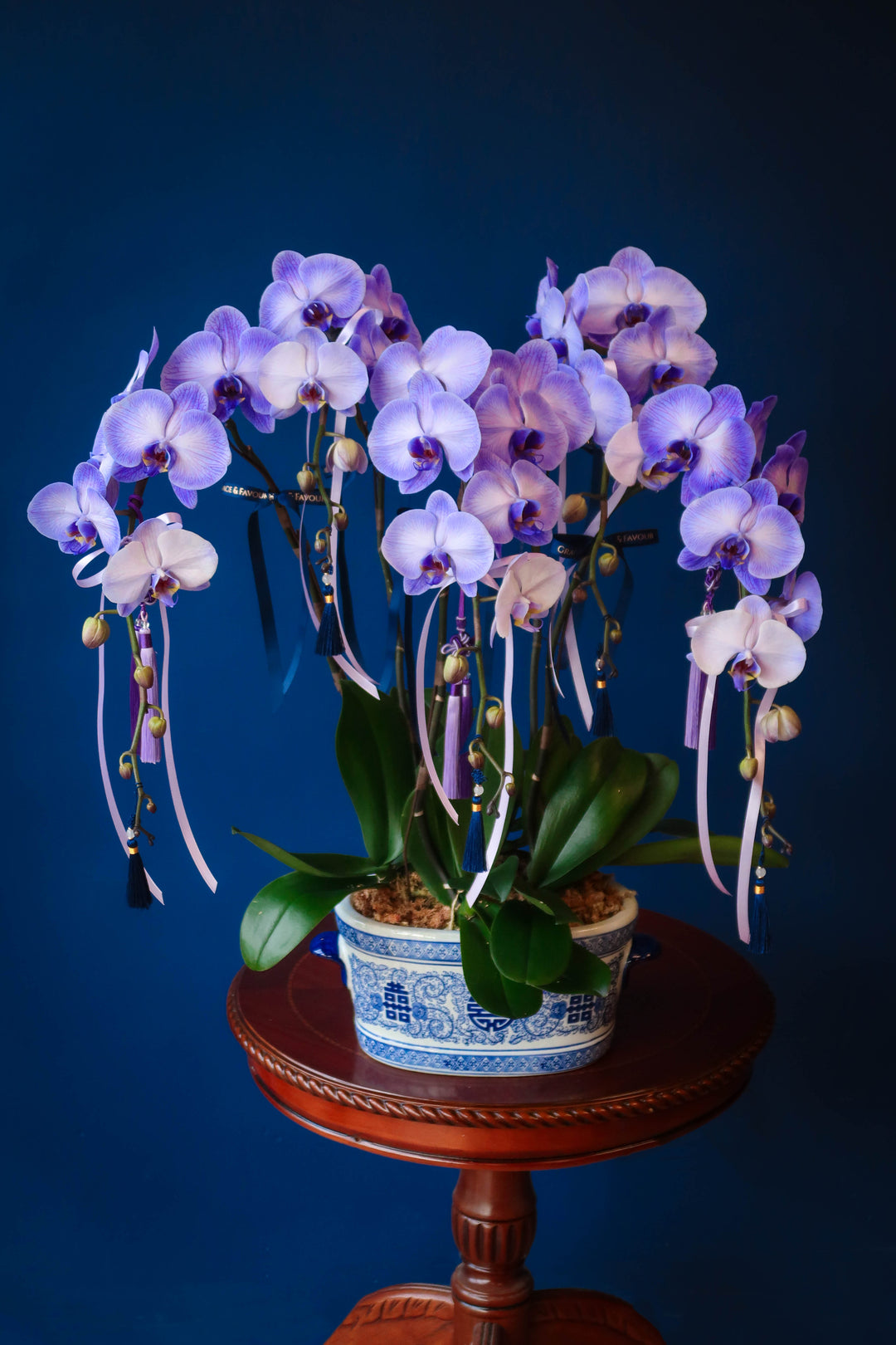 Tinted Phalaenopsis Orchids - Purple Blessings