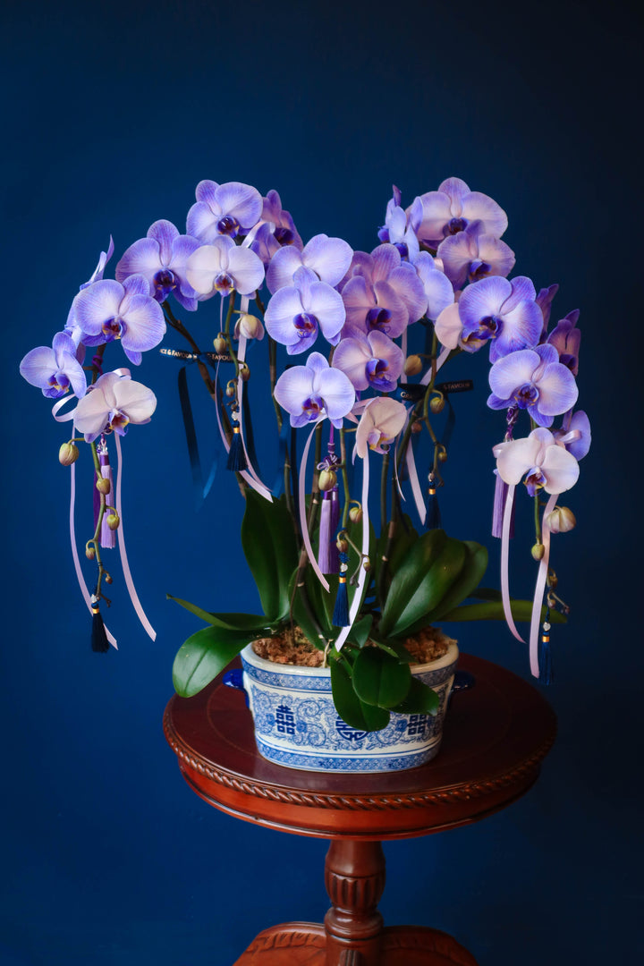 Tinted Phalaenopsis Orchids - Purple Blessings