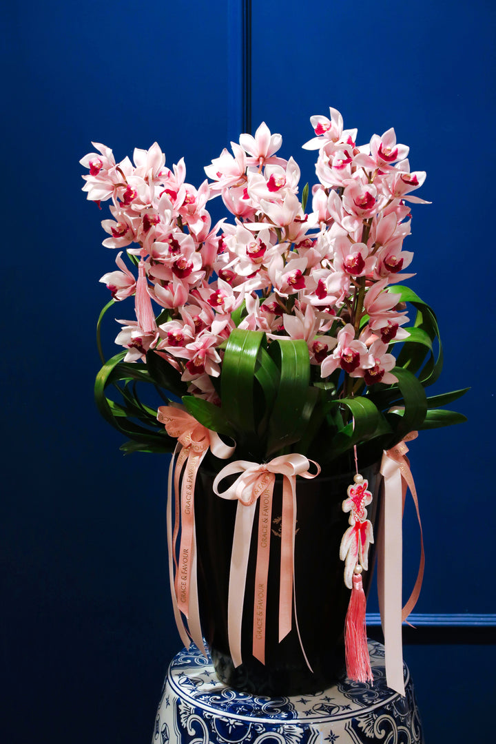 CNY2024 | MUKOYAMA Pastel Pink/Wine Red Cymbidium Orchids