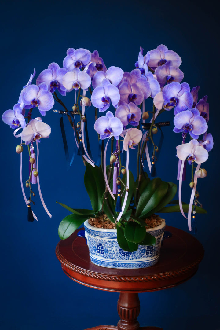 Tinted Phalaenopsis Orchids - Purple Blessings