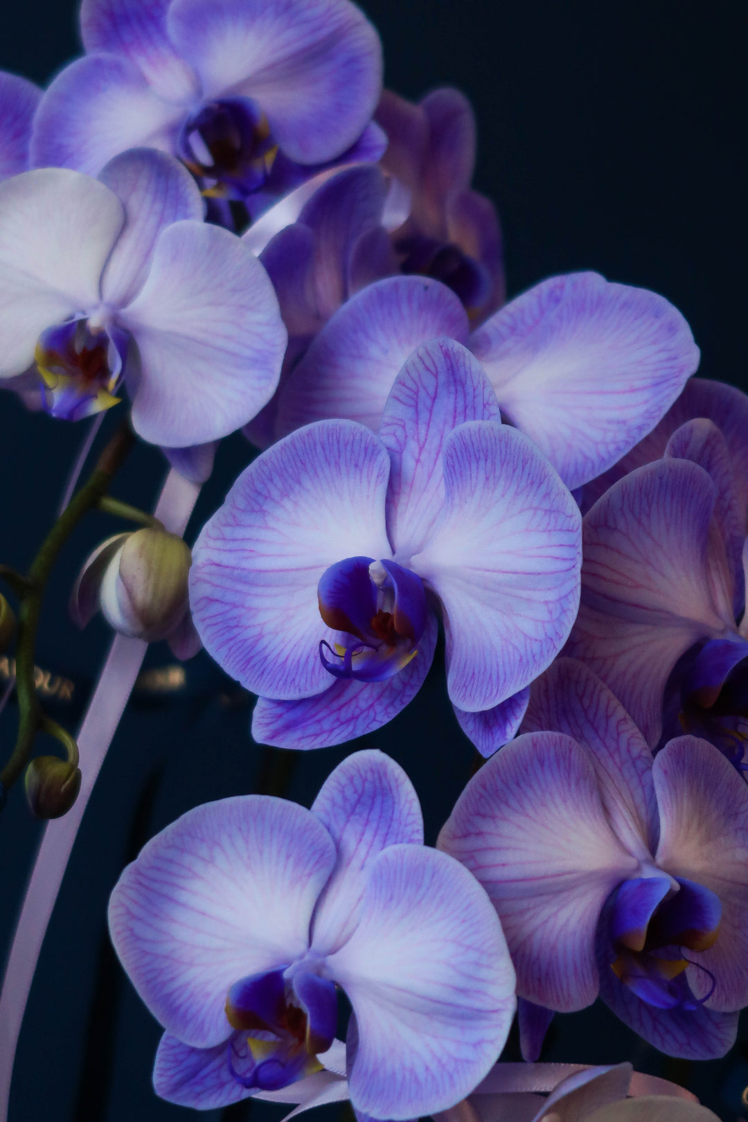 Tinted Phalaenopsis Orchids - Purple Blessings