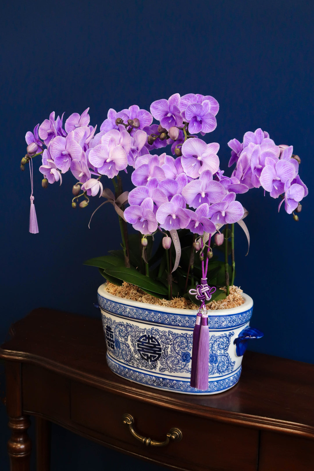 Mini Tinted Phalaenopsis Orchids - Purple Blessings
