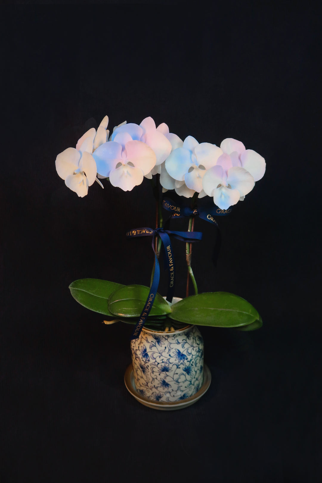 Mini Painted Unicorn Phalaenopsis Orchids - Single