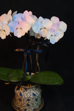 Load image into Gallery viewer, Mini Painted Unicorn Phalaenopsis Orchids - Single
